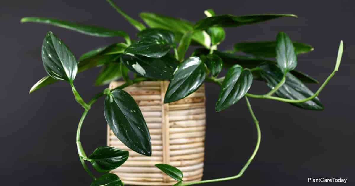 Monstera Standleyana Plant: Growing and Care Guide
