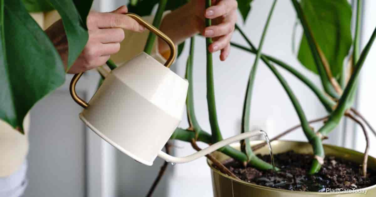 Overwatered Monstera: How To Save Overwatered Monstera Plants (if Possible)