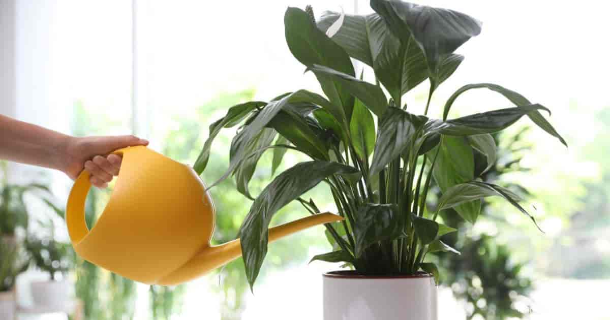 6 Signs Of Overwatered Peace Lily (And Step By Step Fixes)