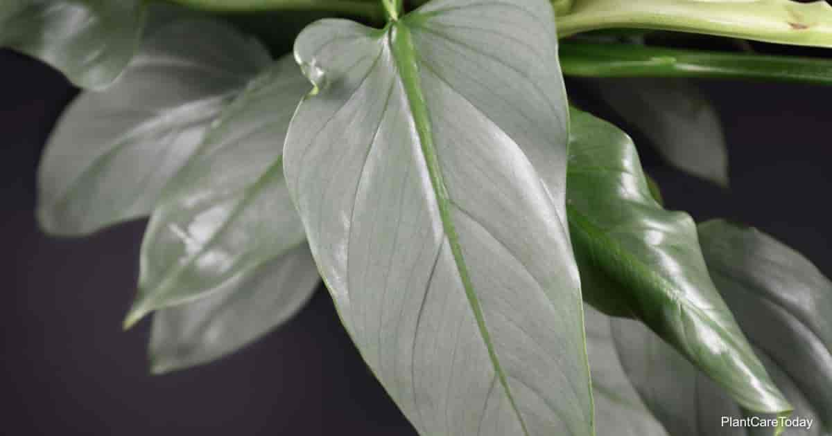 How To Grow And Care For Philodendron Hastatum Silver Sword