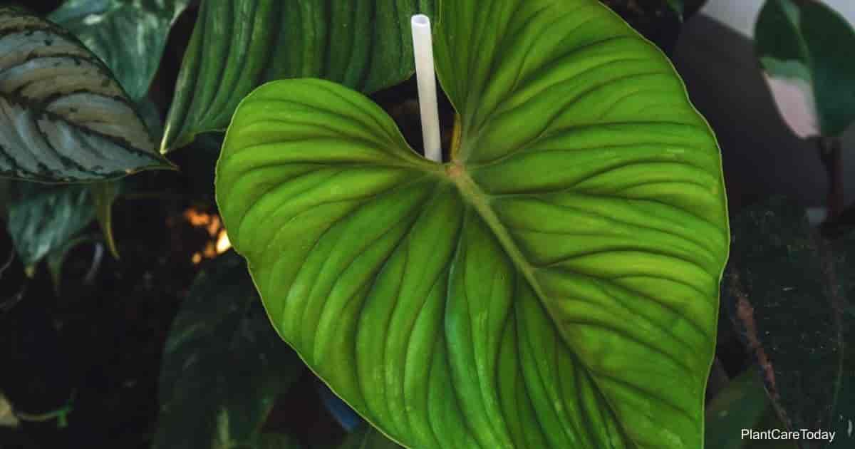 Growing Philodendron Plowmanii: How To Care For Plowmanii Philodendrons