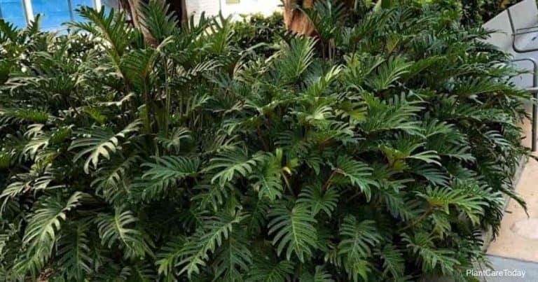 How To Grow Philodendron Xanadu