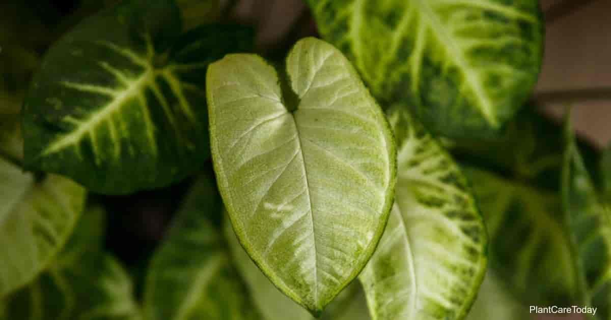 Syngonium White Butterfly Care: Tips On Growing White Arrowhead