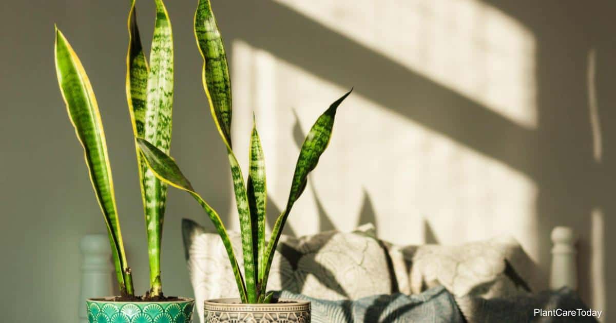 Signs Of Underwatered Snake Plant: How To Revive It