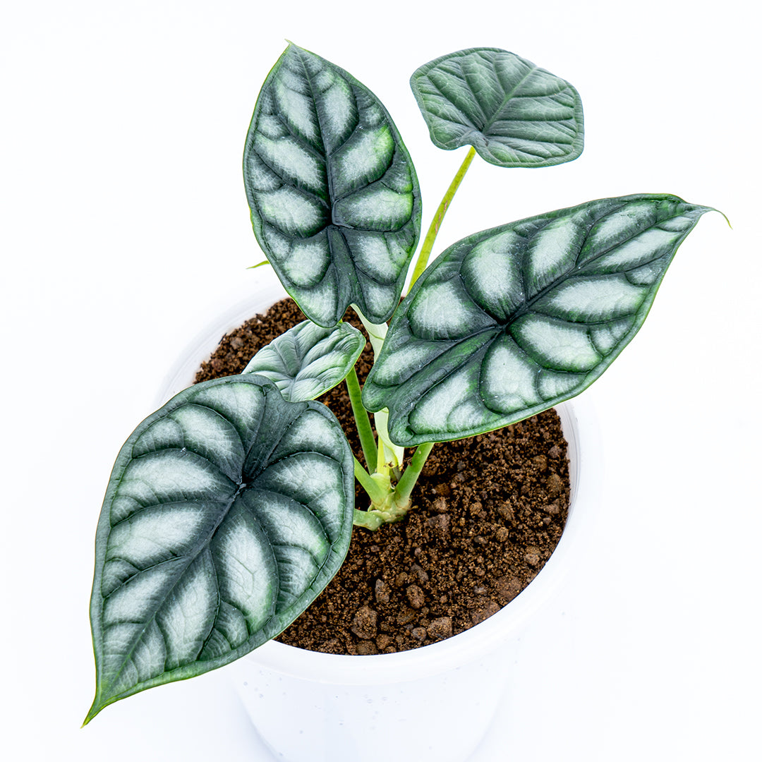 Alocasia - Greenspaces.id