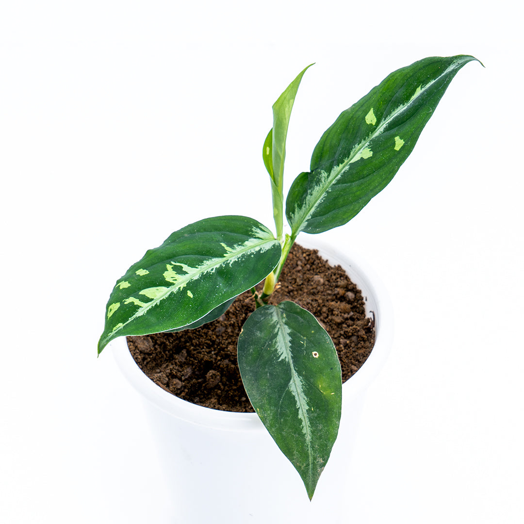 Aglaonema - Greenspaces.id