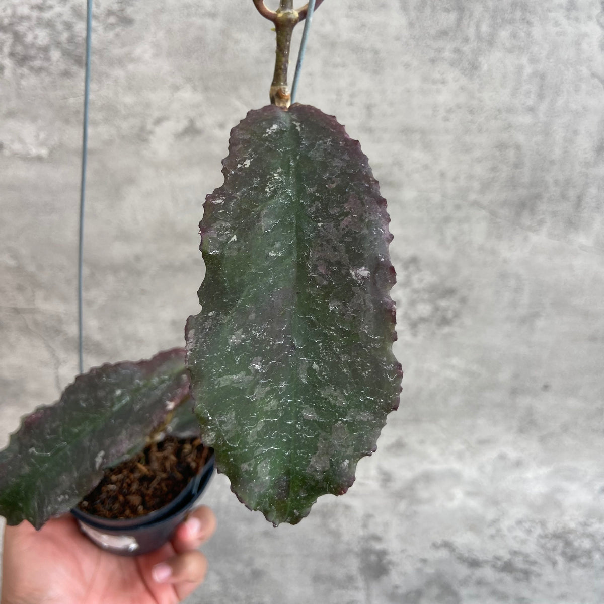 RP65-10	Hoya Undulata Red