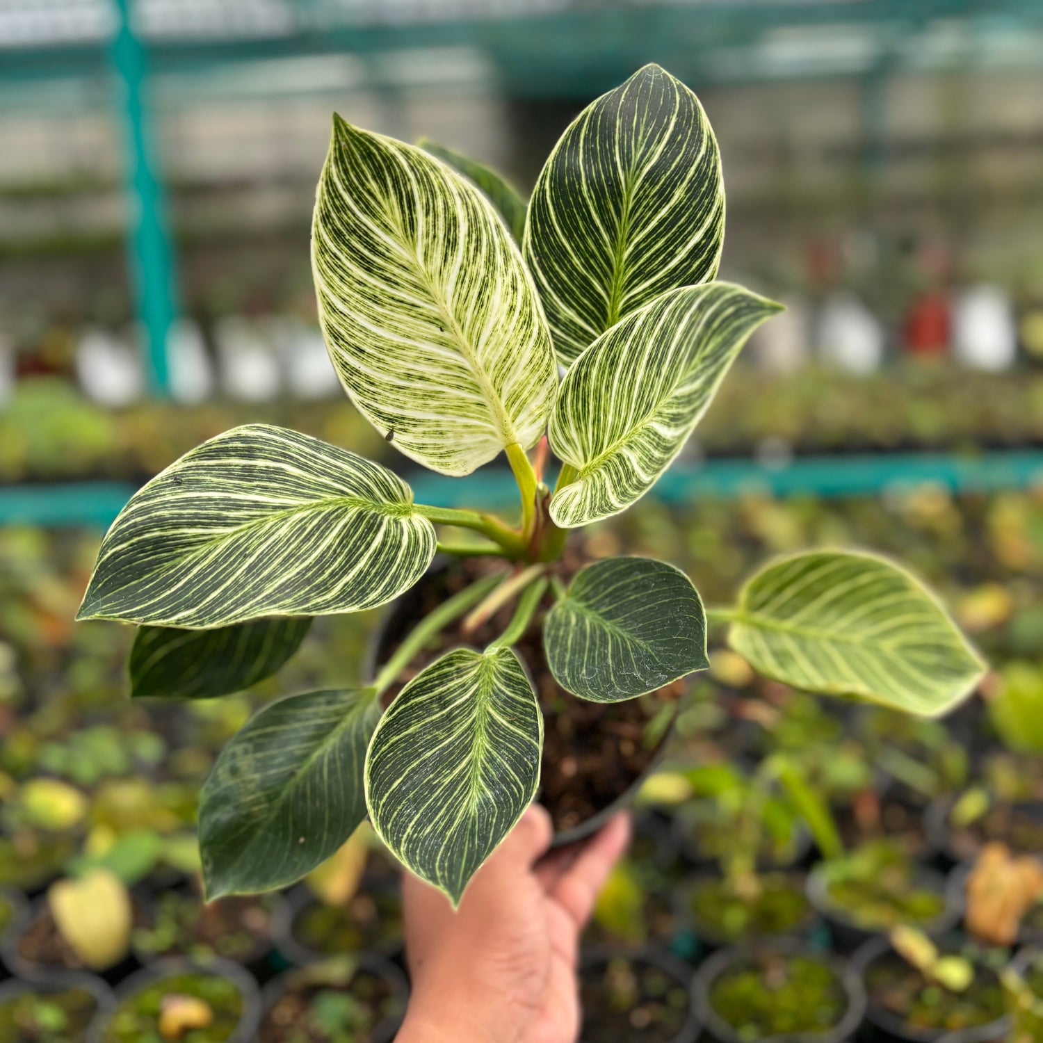 Philodendron Birkin