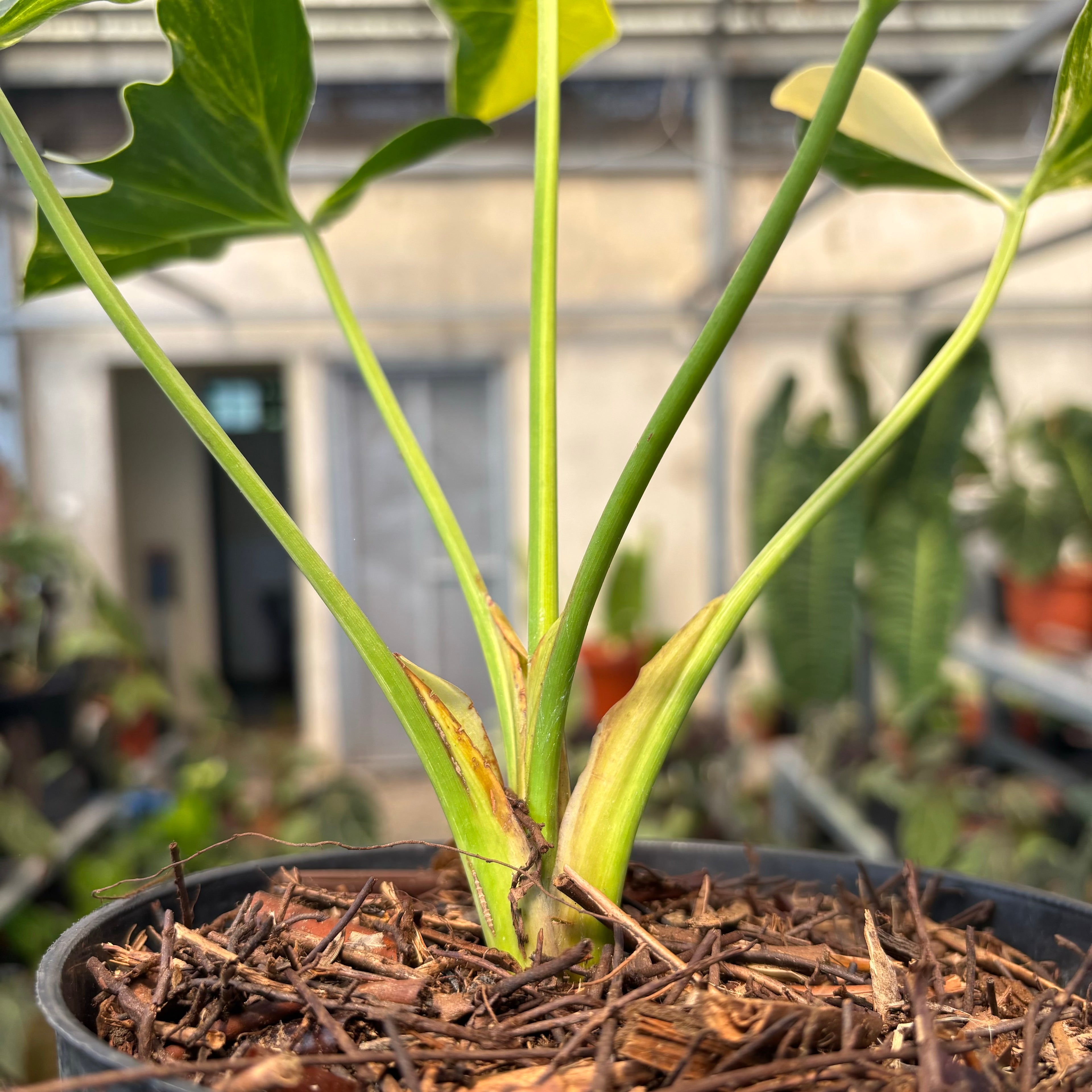 Thaumatophyllum Williamsii