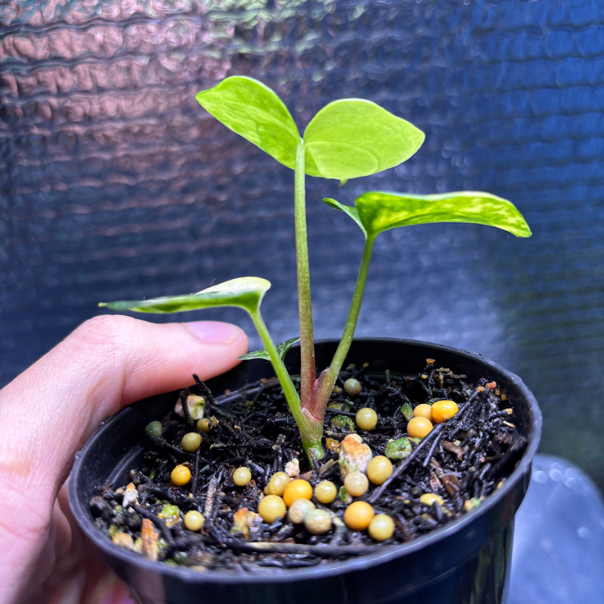 RP35-9 Anthurium KOS x AOS Variegated