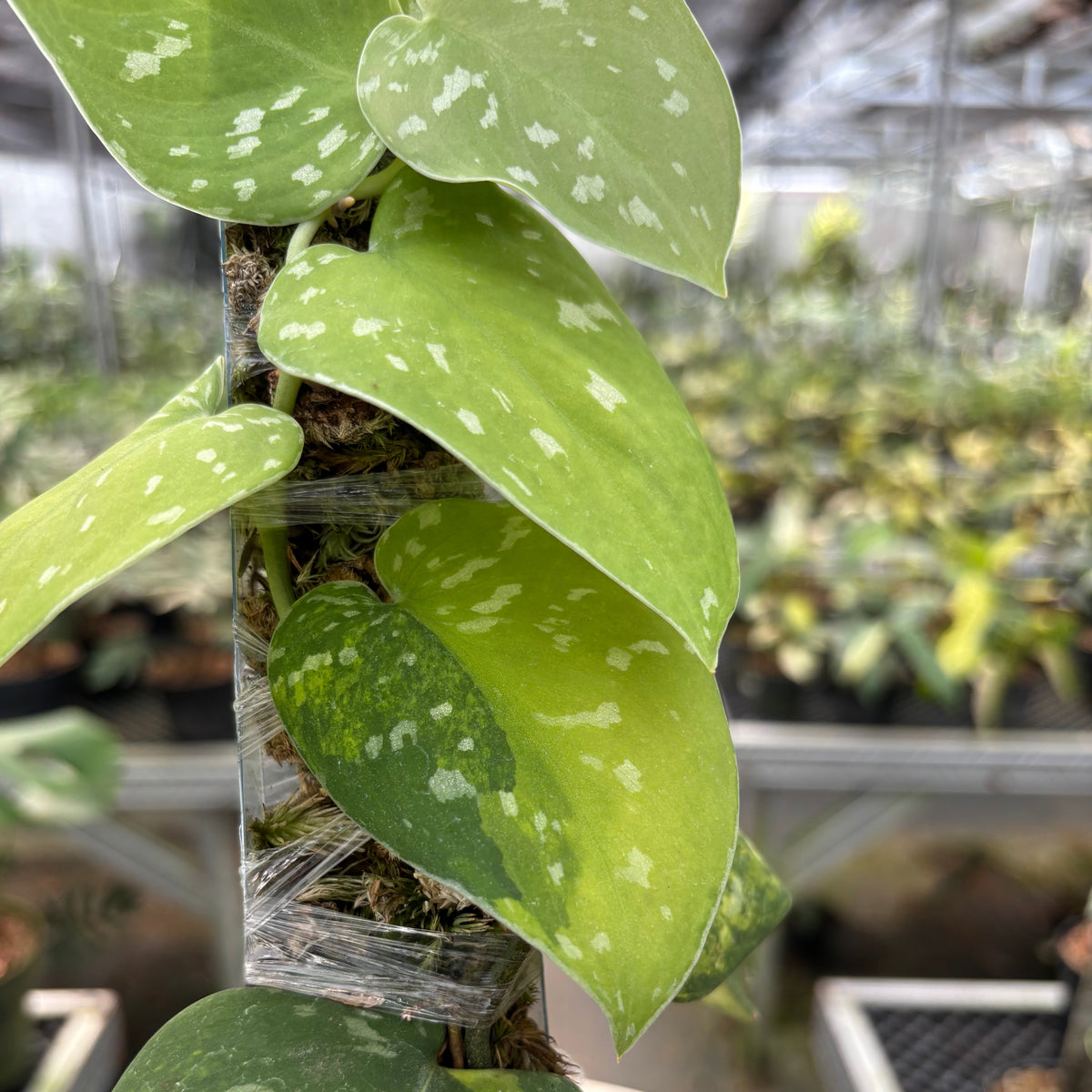 Scindapsus Sentarum