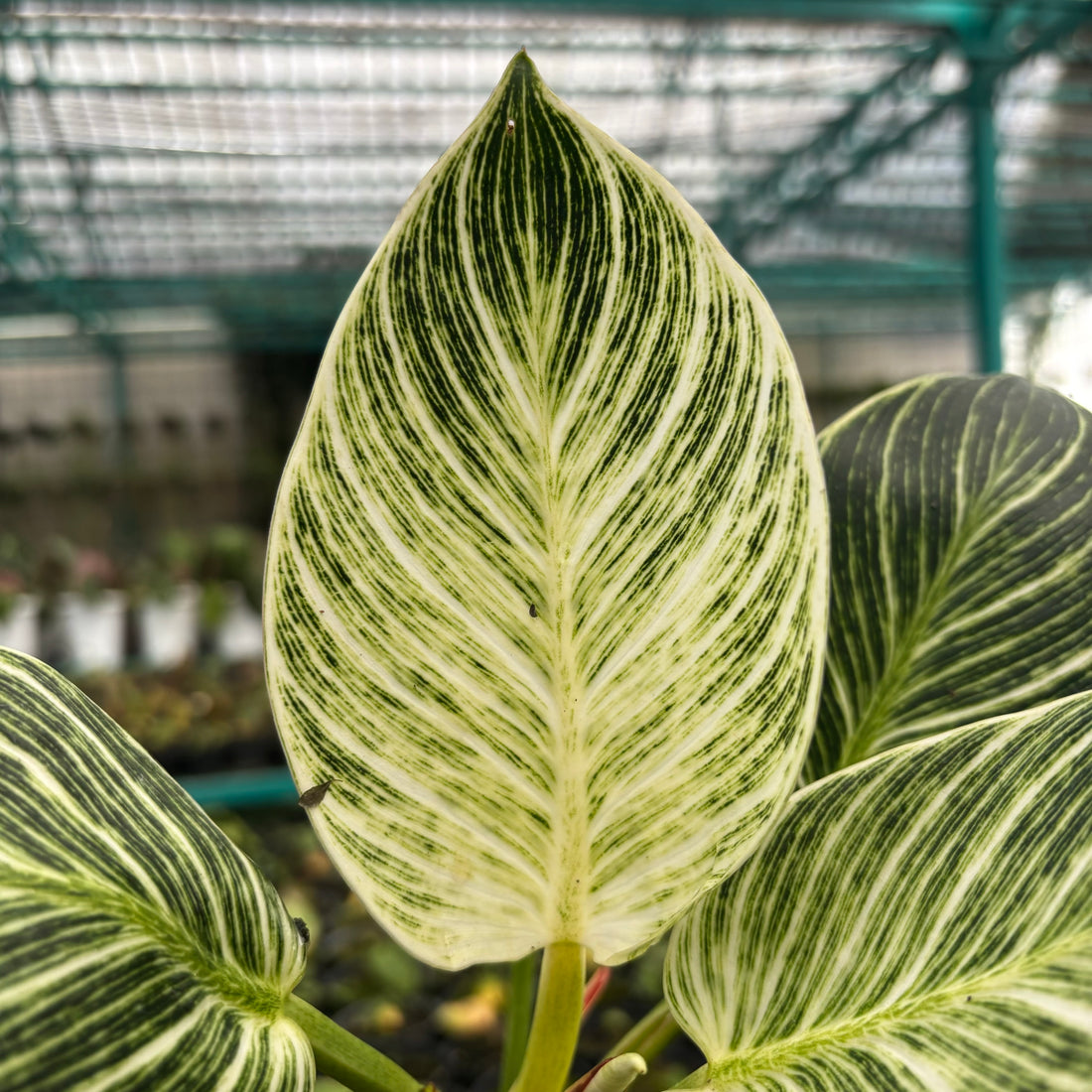 Philodendron Birkin