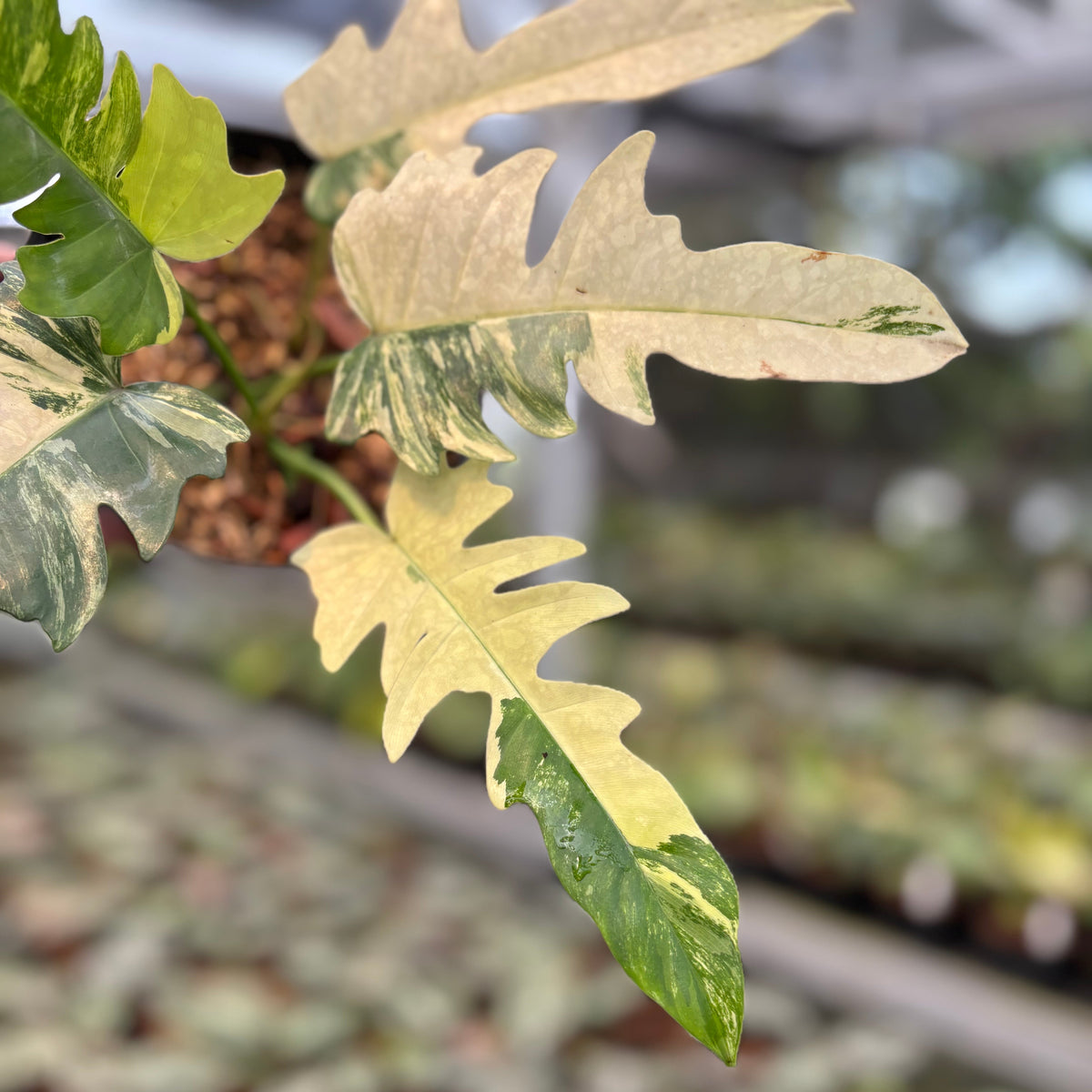Philodendron Distantilobum x Florida Beauty