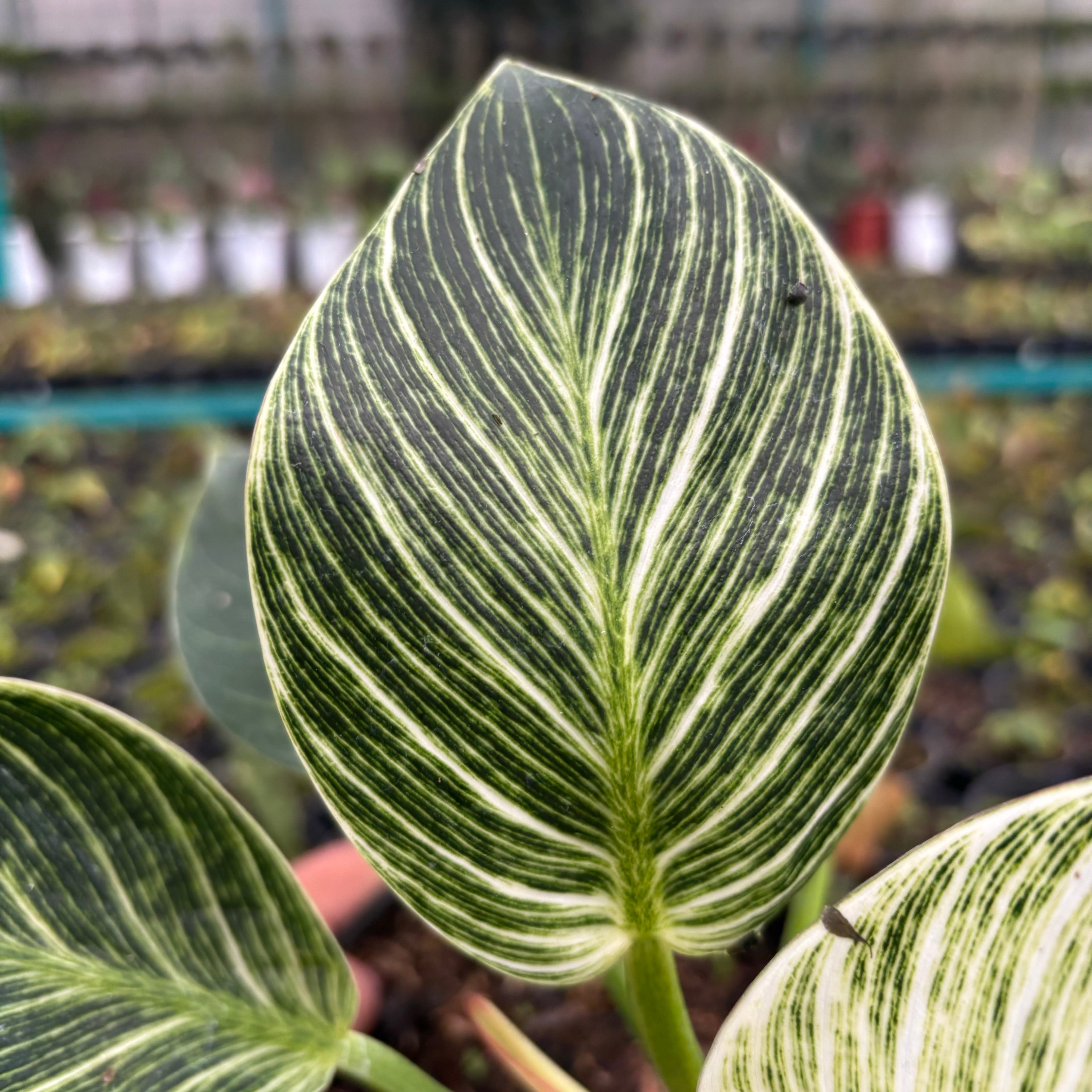 Philodendron Birkin