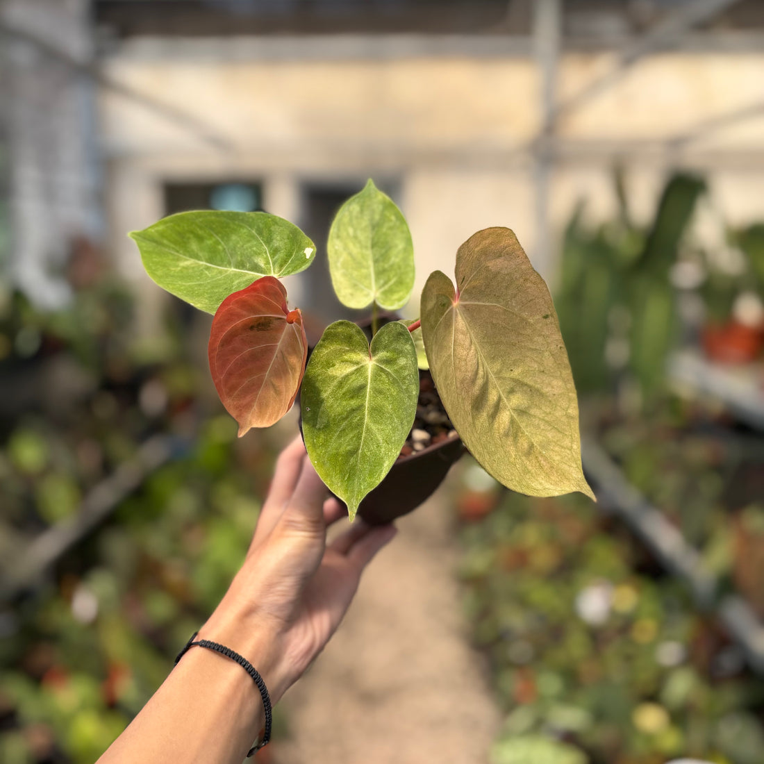 Anthurium Papilillaminum Pink Mint Variegated