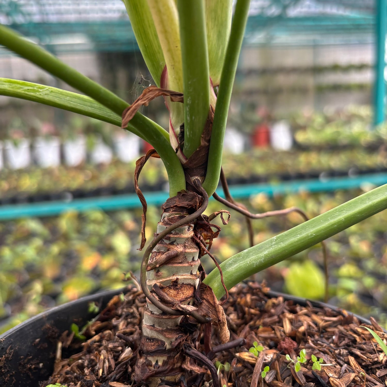 Philodendron Birkin