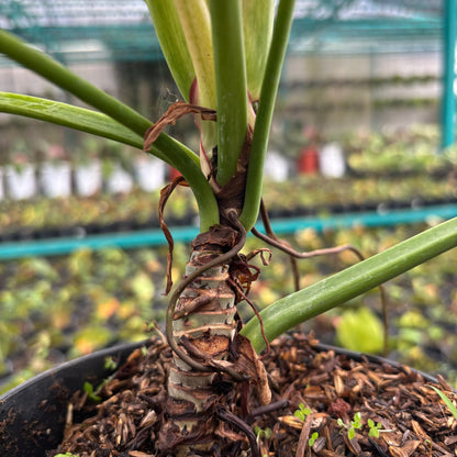 Philodendron Birkin