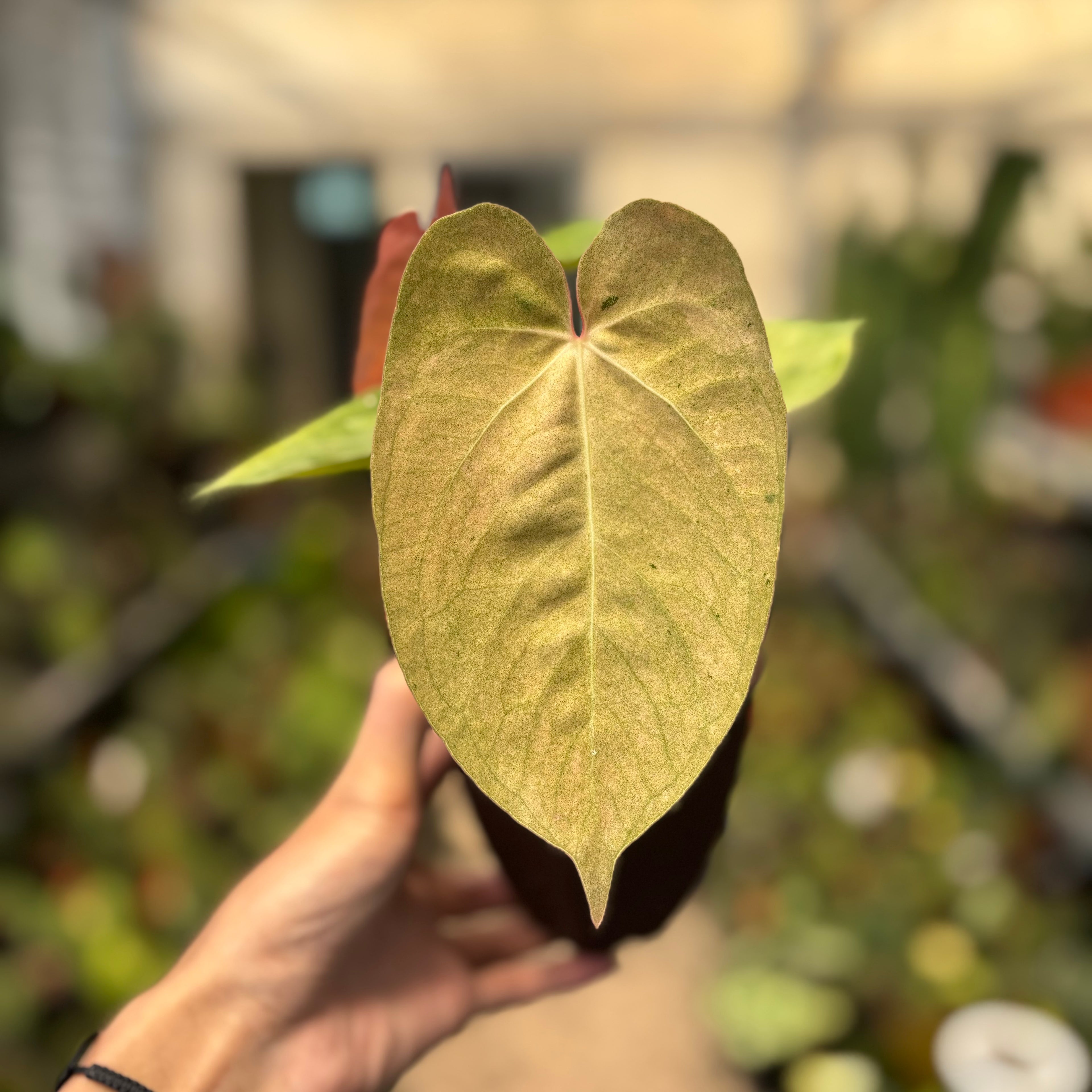 Anthurium Papilillaminum Pink Mint Variegated