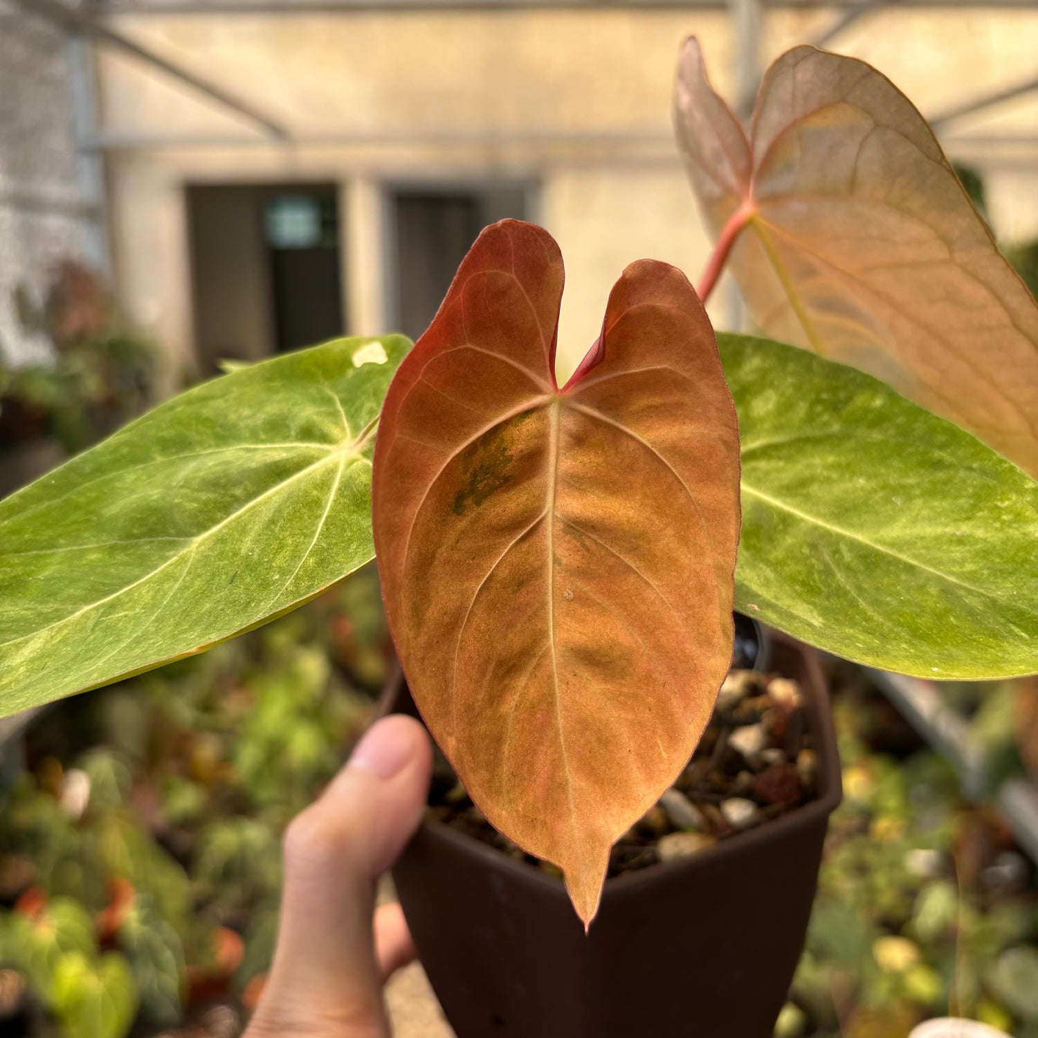 Anthurium Papilillaminum Pink Mint Variegated