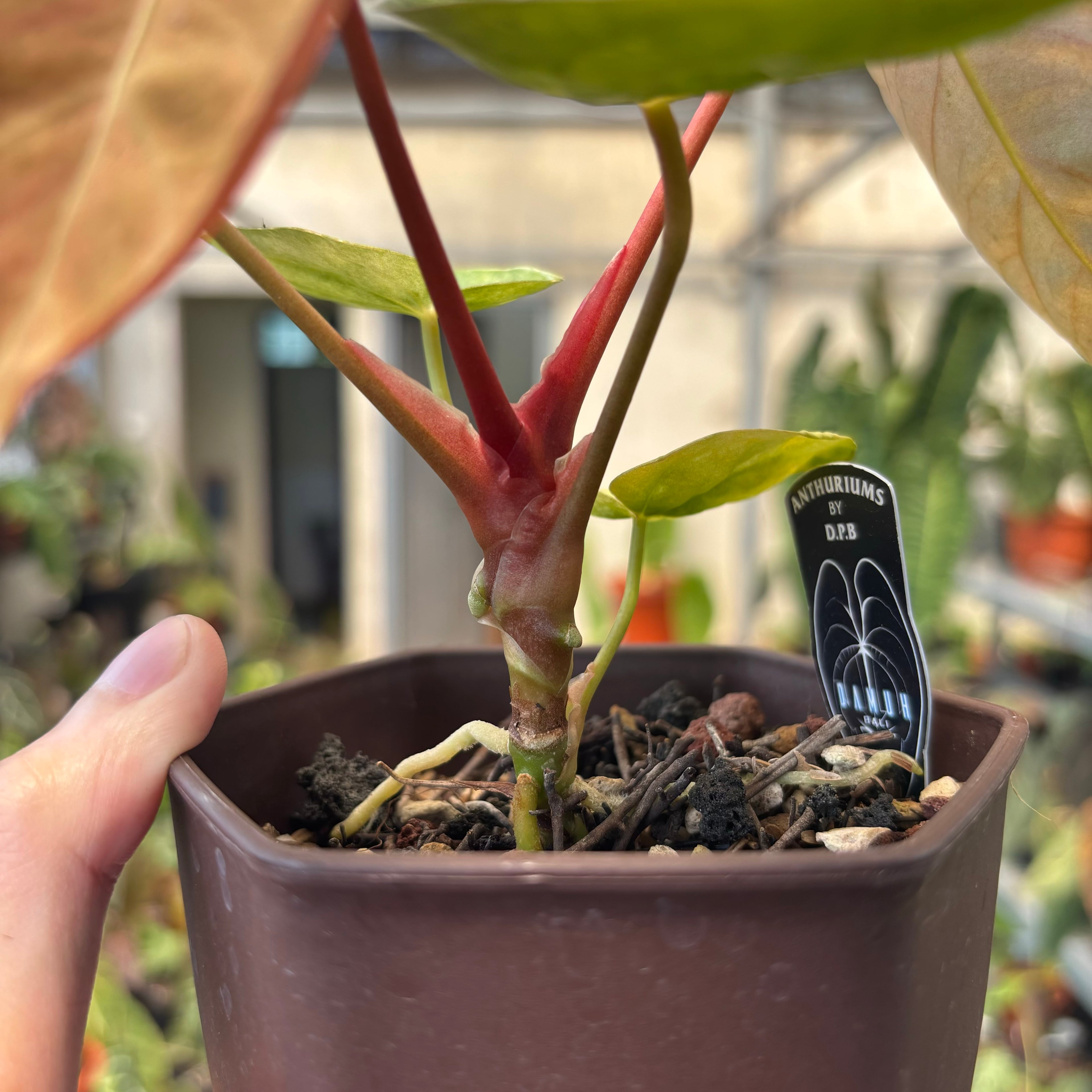 Anthurium Papilillaminum Pink Mint Variegated