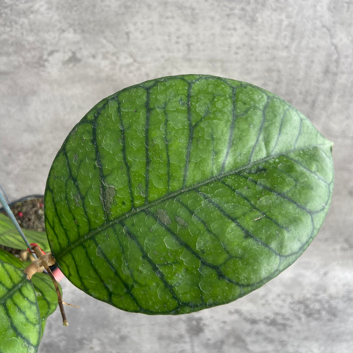 RP44-10	Hoya Callistophylla Round Leaf