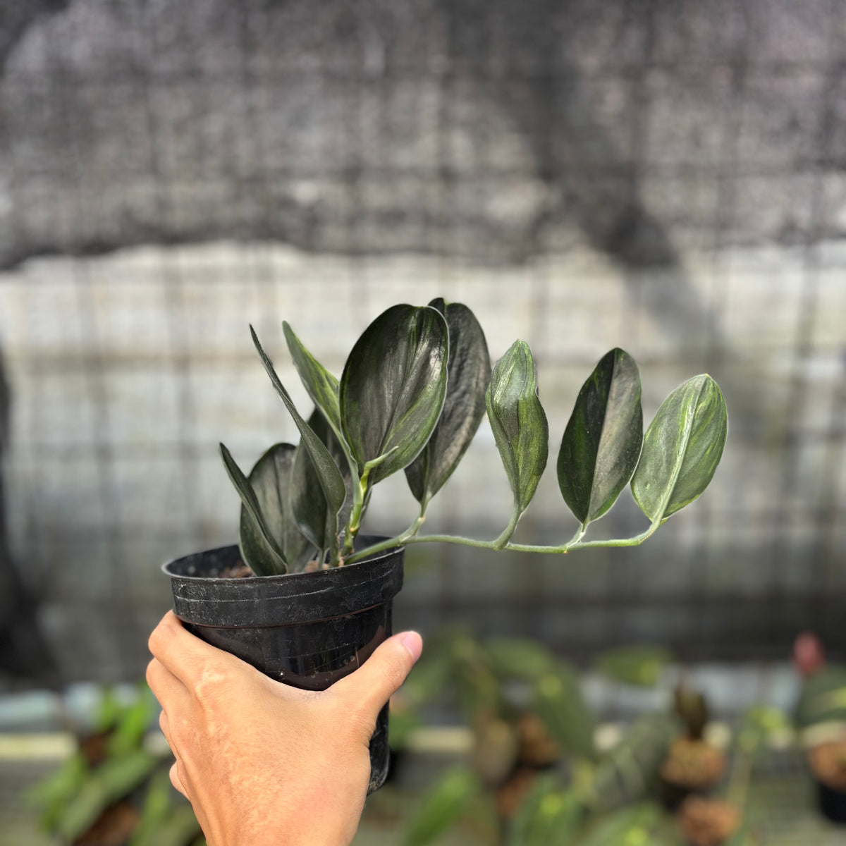 RP1-9 Scindapsus Treaubi Black Variegated