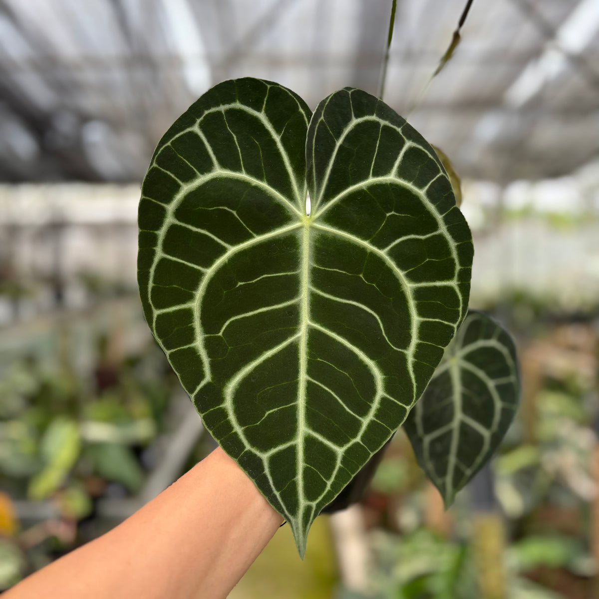 RP13-10 Anthurium Clarinervium Medium Size