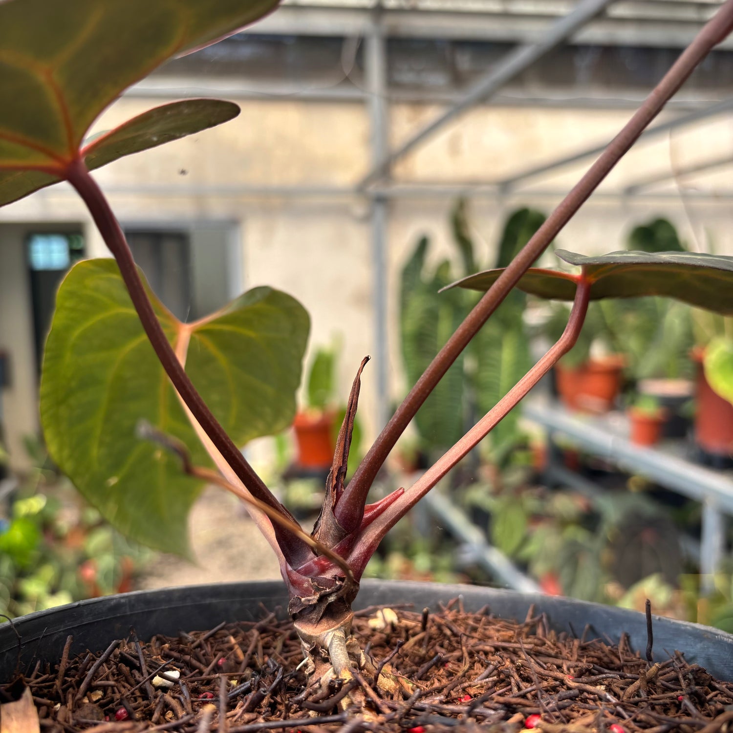 Anthurium Papilillaminum x KOS