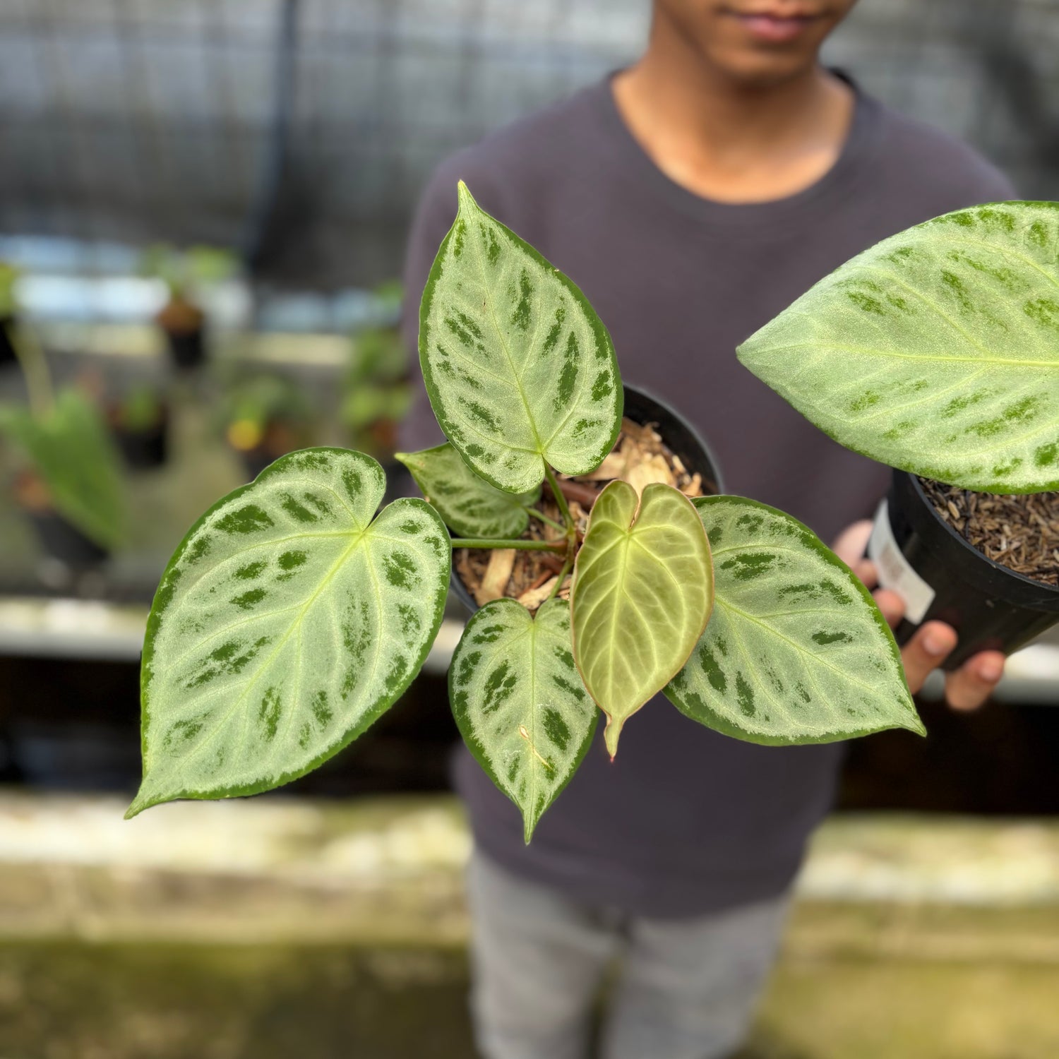 RP6-9 Anthurium Silver Chrome Full Silver (2 pcs)