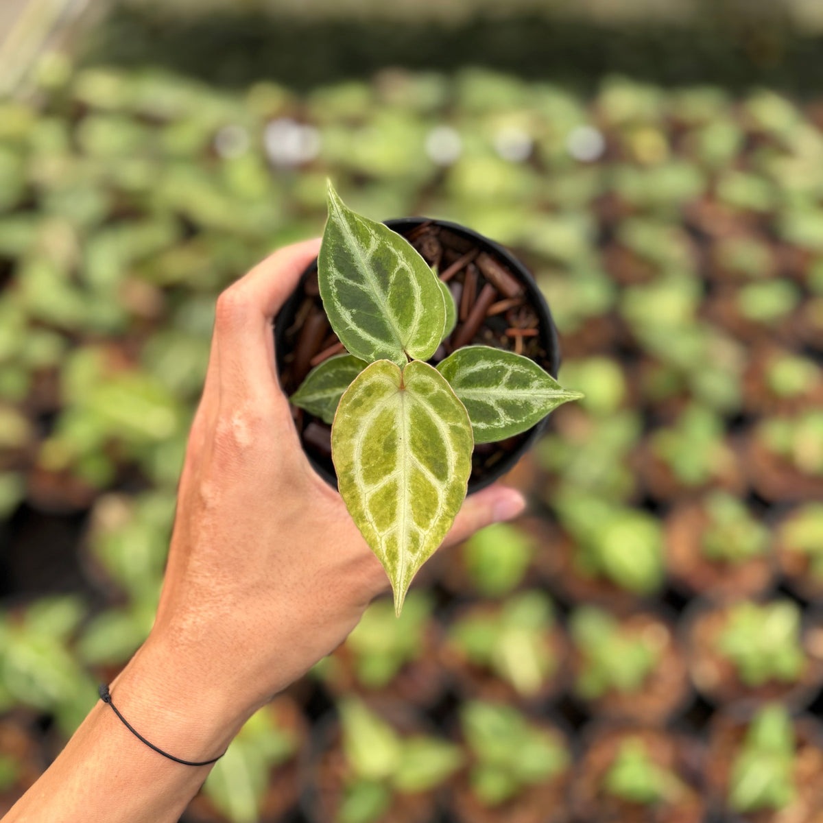 Anthurium Magnificum Verde x Red Tiger