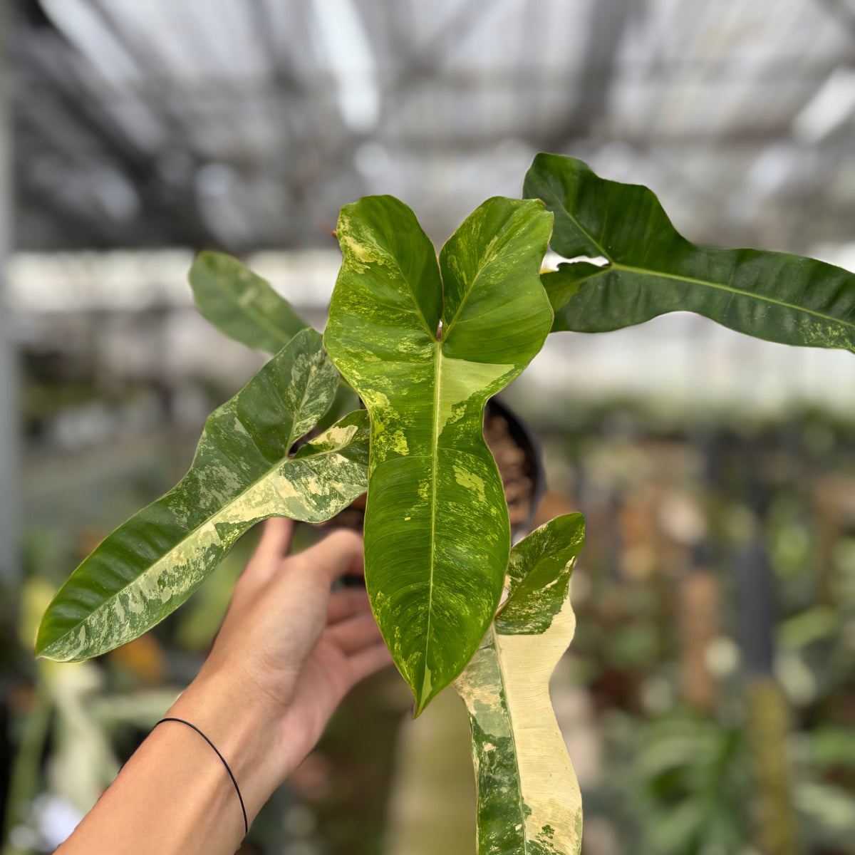 RP12-10 Philodendron Domesticum x Atabaphoense Variegated