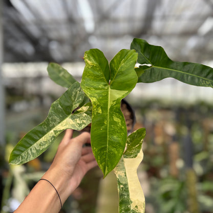 RP12-10 Philodendron Domesticum x Atabaphoense Variegated