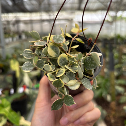 RP23-10	Hoya Curtisii Albomarginata "Tiara"
