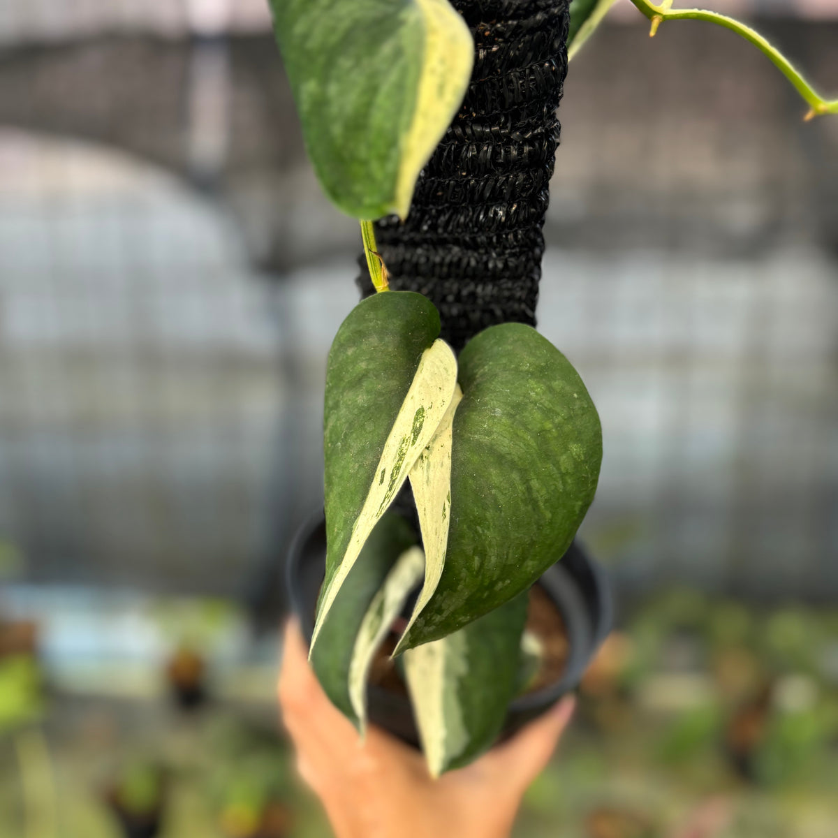 RP12-9 Scindapsus Silver Satin Halfmoon
