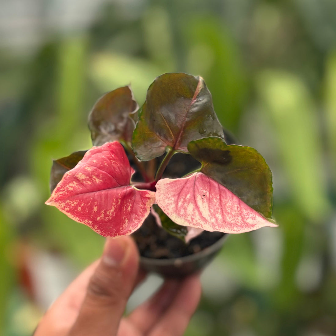 Syngonium Strawberry Ice