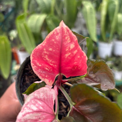 Syngonium Strawberry Ice
