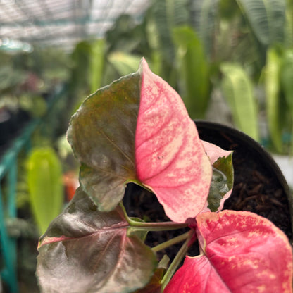 Syngonium Strawberry Ice