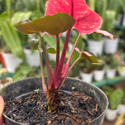 Syngonium Strawberry Ice
