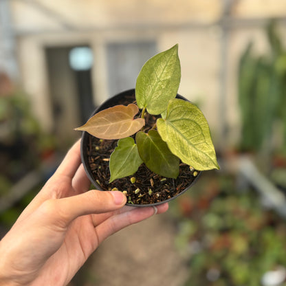 Anthurium Papillilaminum Mint Variegated