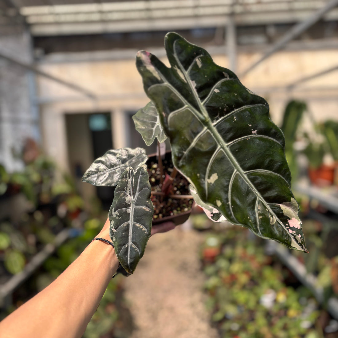 Alocasia Chantrieri Pink Variegated