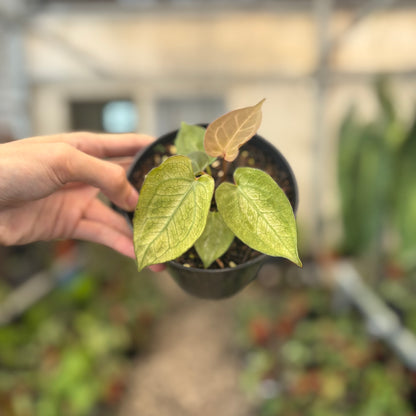 Anthurium Papillilaminum Mint Variegated