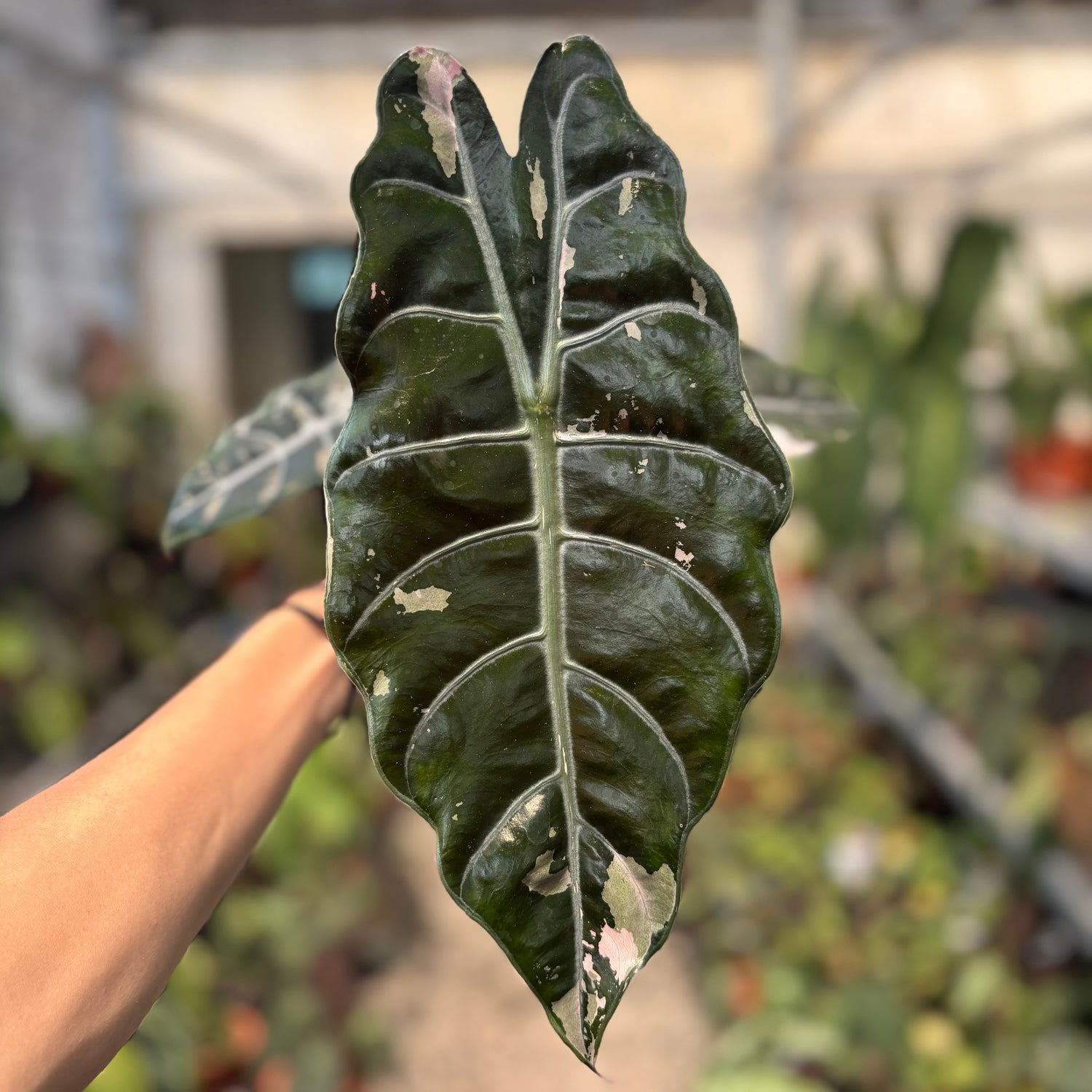 Alocasia Chantrieri Pink Variegated