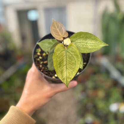 Anthurium Papillilaminum Mint Variegated