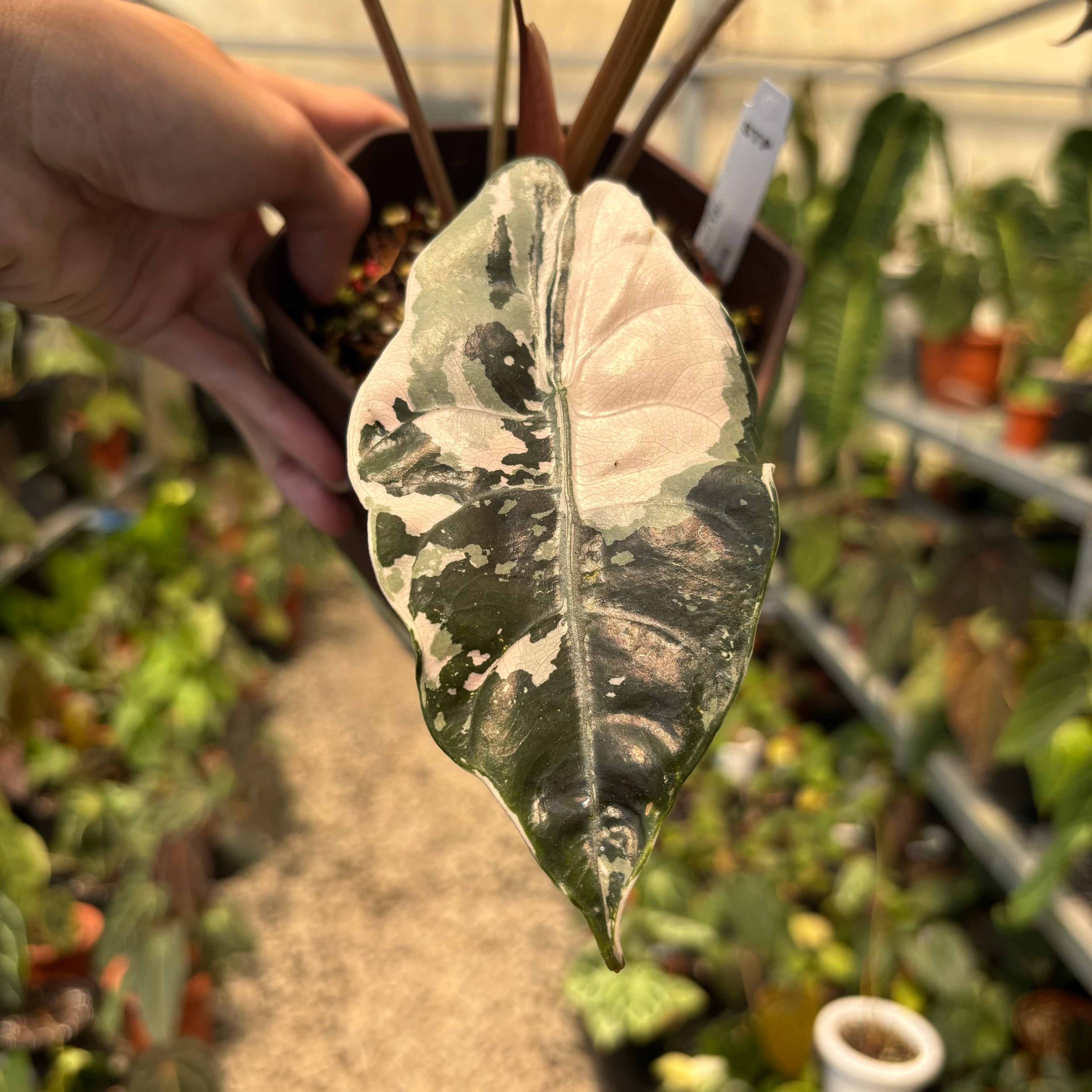 Alocasia Chantrieri Pink Variegated