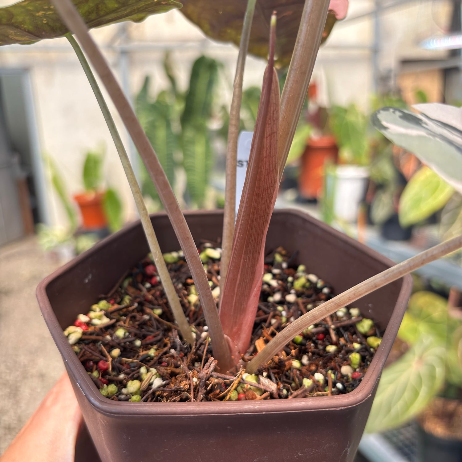 Alocasia Chantrieri Pink Variegated