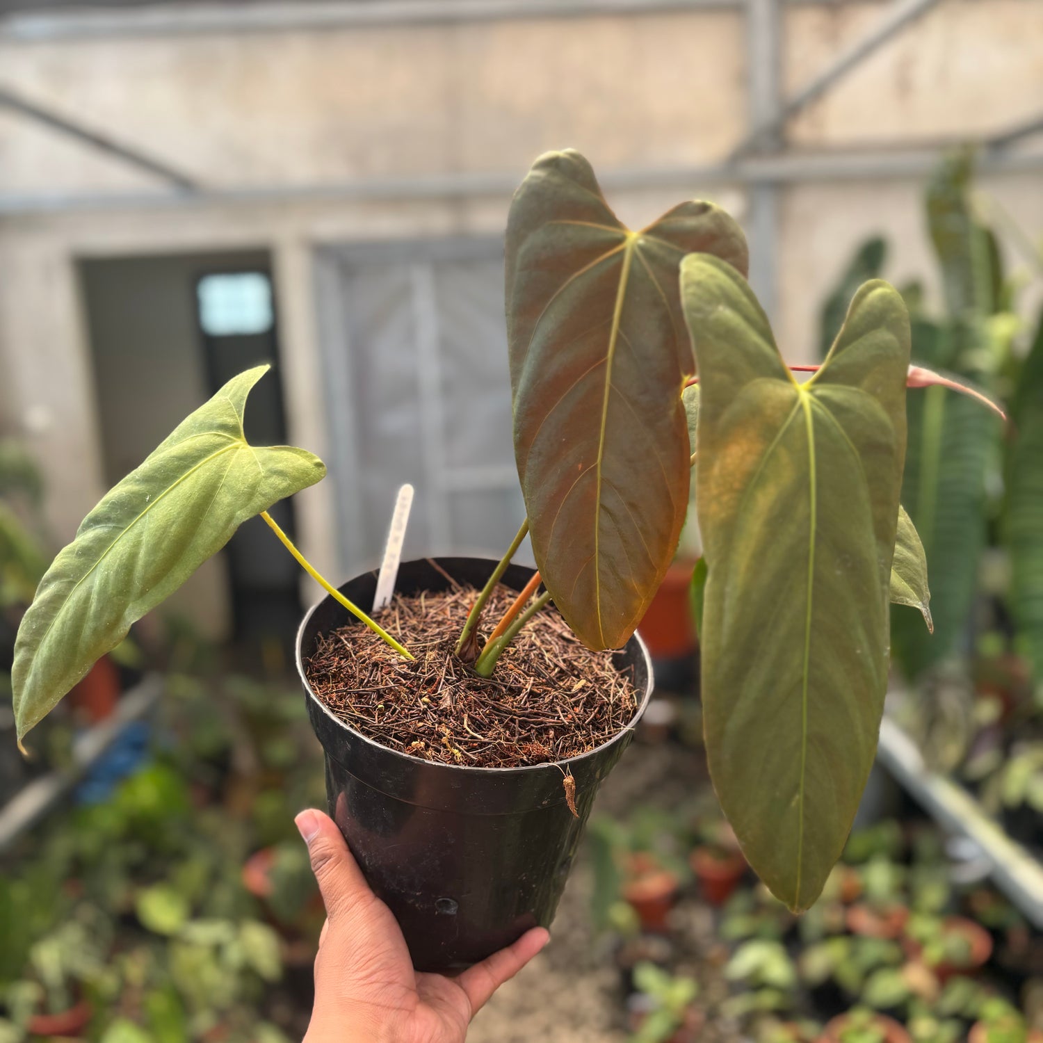 anthurium sales fort myers Anthurium Fort Sherman x Portillae – Greenspaces.id