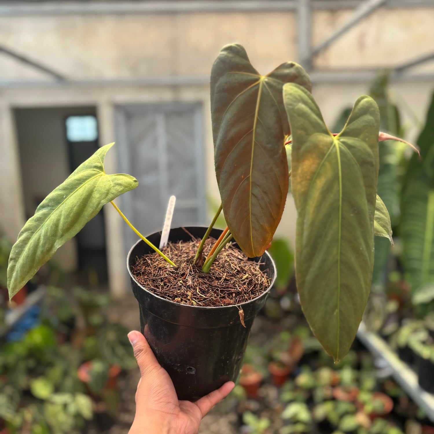 anthurium chamberlainii for sale Anthurium Fort Sherman x Portillae – Greenspaces.id