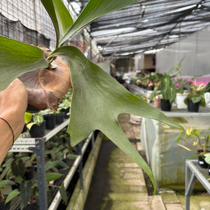 RP8-10 Platycerium Walichii