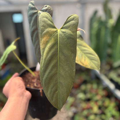 Anthurium Fort Sherman x Portillae