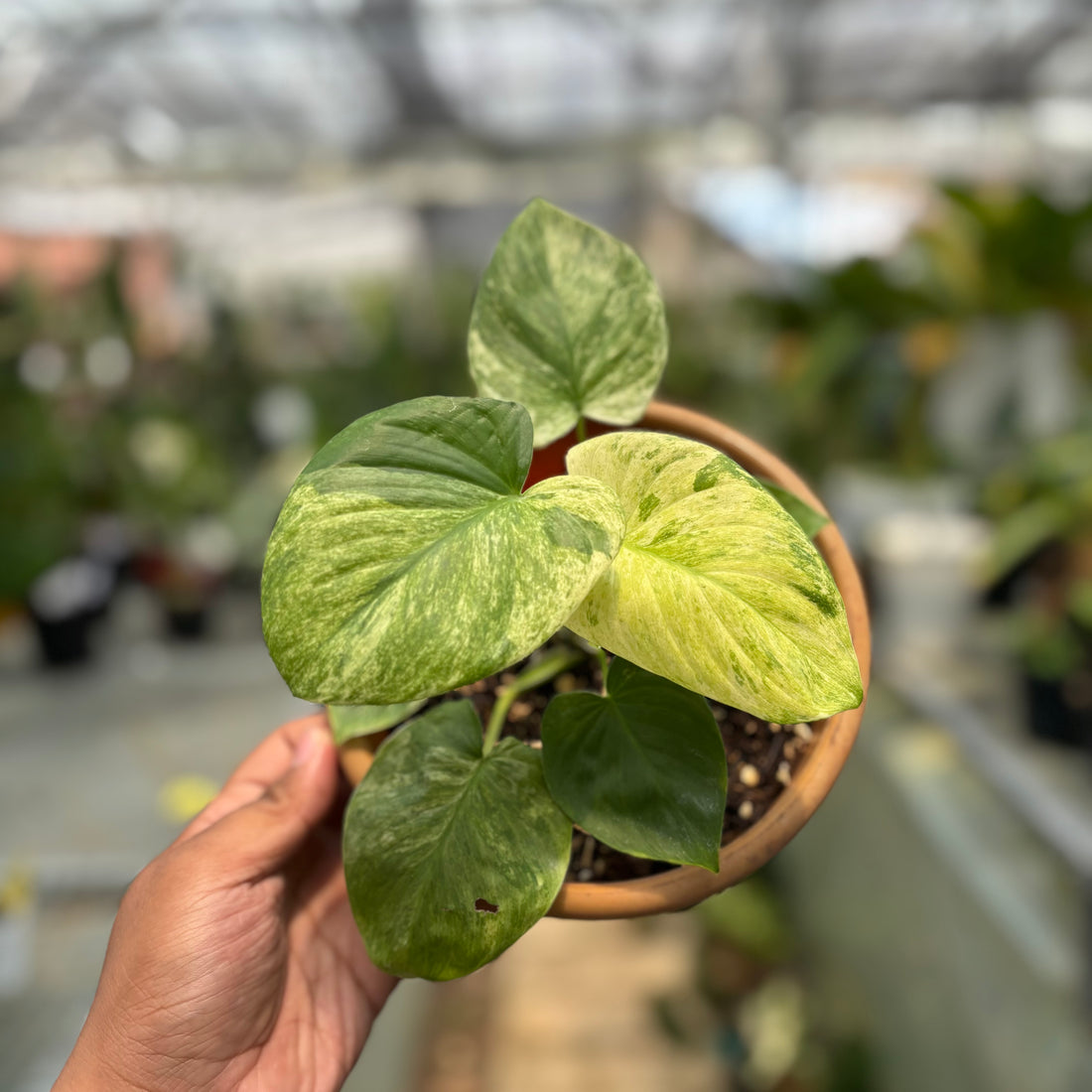 Homalomena Pendula Variegated